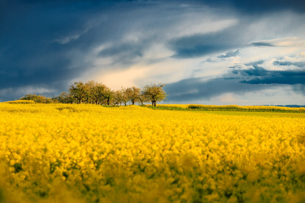 Gelbleuchtendes Rapsfeld und dunkelblauer Himmel. Foto: Jörg Halisch