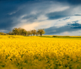 Gelbleuchtendes Rapsfeld und dunkelblauer Himmel. Foto: Jörg Halisch