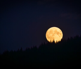 Vollmond über einem Waldstück. Vollmond, Hessen