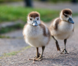 Zwei junge Nilgansküken im Kurpark Wiesbaden. Wetterfeature Hessen. Zwei junge Nilgansküken im Kurpark Wiesbaden. Wetterfeature Hessen.